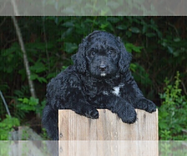 Medium Photo #4 Bernedoodle Puppy For Sale in MIFFLINBURG, PA, USA