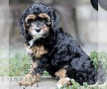 Small #1 Cavapoo (Miniature)