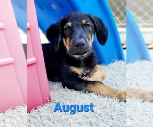 German Shepherd Dog-Weimaraner Mix Dogs for adoption in Des Moines, IA, USA