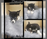 Small Photo #42 Siberian Husky Puppy For Sale in BLOOMFIELD, IN, USA