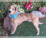 Small Catahoula Leopard Dog Mix