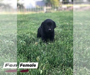 Labrador Retriever Puppy for sale in SELAH, WA, USA