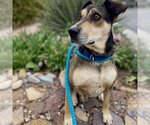 Small Photo #140 Mutt Puppy For Sale in Kanab, UT, USA