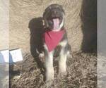 Small Photo #5 German Shepherd Dog-Siberian Husky Mix Puppy For Sale in GARNETT, KS, USA