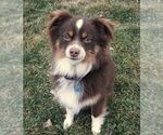 Small Photo #1 Miniature Australian Shepherd Puppy For Sale in NEW HOLLAND, PA, USA