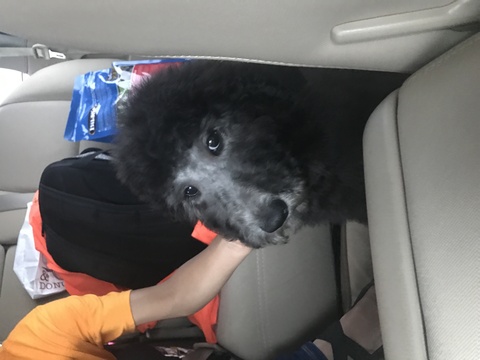Medium Photo #1 Poodle (Standard) Puppy For Sale in OKLAHOMA CITY, OK, USA