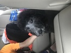 Small Photo #1 Poodle (Standard) Puppy For Sale in OKLAHOMA CITY, OK, USA