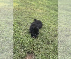 German Shepherd Dog Puppy for sale in ELGIN, OK, USA