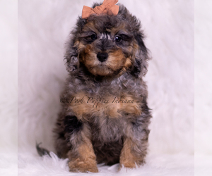 Poodle (Toy) Litter for sale in WARSAW, IN, USA