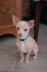Chihuahua-Unknown Mix Puppy for sale in SHREVEPORT, LA, USA