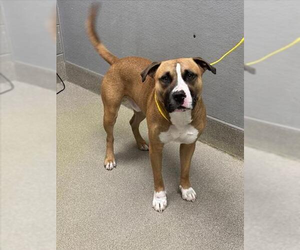 Medium Photo #1 Mutt Puppy For Sale in Las Vegas, NV, USA