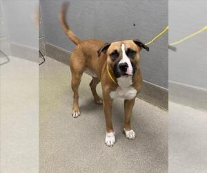 Mutt Dogs for adoption in Las Vegas, NV, USA