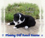 Puppy Levy Miniature Australian Shepherd