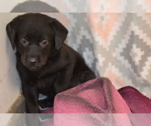 Medium Labrador Retriever