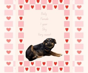 Mutt Dogs for adoption in garner, NC, USA