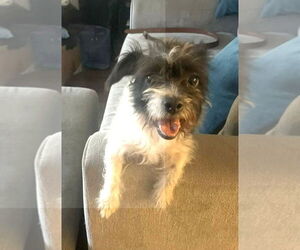 Mutt Dogs for adoption in Lake Forest, CA, USA