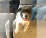 Small Mutt