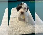 Puppy Puppy YELLOW Portuguese Water Dog