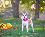 Small Photo #7 Mutt Puppy For Sale in Unionville, PA, USA
