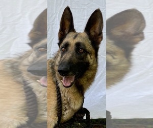 Mother of the German Shepherd Dog puppies born on 03/01/2023