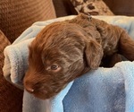 Small Photo #2 Labradoodle Puppy For Sale in PUEBLO, CO, USA