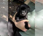 Small Labrador Retriever Mix