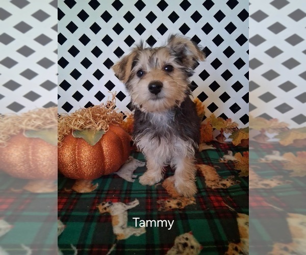 Medium Photo #2 Yo-Chon Puppy For Sale in MOUNT PLEASANT, MI, USA