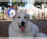 Small Photo #22 Great Pyrenees Puppy For Sale in Spring, TX, USA