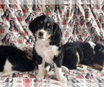 Puppy Houdini Bernedoodle (Miniature)