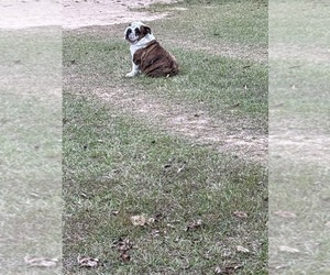 English Bulldog Puppy for sale in MARIANNA, FL, USA