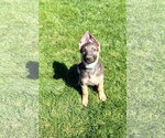 Small German Shepherd Dog