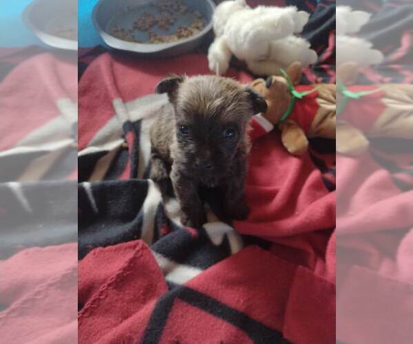 Medium Photo #9 Cairn Terrier Puppy For Sale in WHITEWOOD, SD, USA