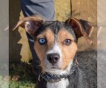 Small Photo #2 Beagle-Unknown Mix Puppy For Sale in Huntley, IL, USA