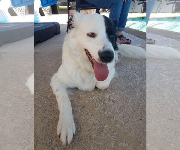 Medium Photo #3 Great Pyrenees-Unknown Mix Puppy For Sale in Houston, TX, USA