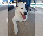 Small #2 Great Pyrenees Mix
