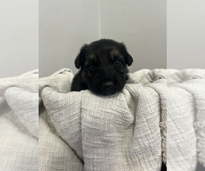 Medium German Shepherd Dog