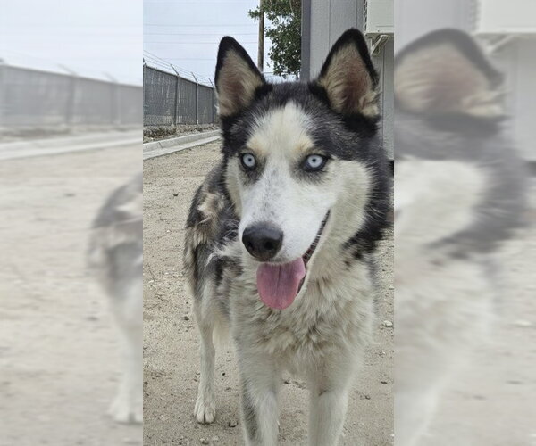 Medium Photo #1 Siberian Husky Puppy For Sale in San Bernardino, CA, USA