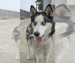 Small Siberian Husky
