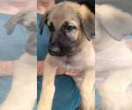 Small Photo #7 German Shepherd Dog Puppy For Sale in VENICE, FL, USA
