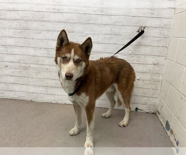 Medium Photo #1 Siberian Husky Puppy For Sale in San Bernardino, CA, USA