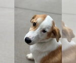 Small #10 Saint Bernard Mix