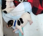 Small Photo #4 Wire Fox Terrier Puppy For Sale in BURLESON, TX, USA