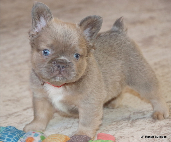 Medium Photo #1 French Bulldog Puppy For Sale in WINNSBORO, TX, USA
