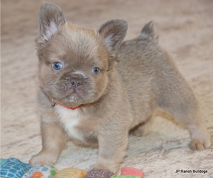 French Bulldog Puppy for sale in WINNSBORO, TX, USA