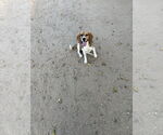 Small #1 Beagle