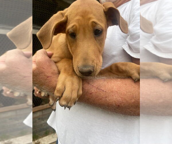 Medium Photo #1 Collie-Great Dane Mix Puppy For Sale in Bullard, TX, USA