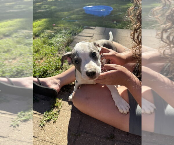 Medium Photo #5 Mutt Puppy For Sale in Wenonah, NJ, USA