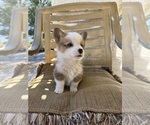 Small #6 Cardigan Welsh Corgi