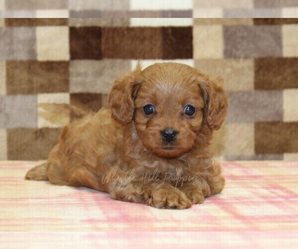 Medium Photo #3 Cavapoo (Miniature) Puppy For Sale in DENVER, PA, USA