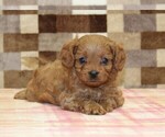 Small #2 Cavapoo (Miniature)